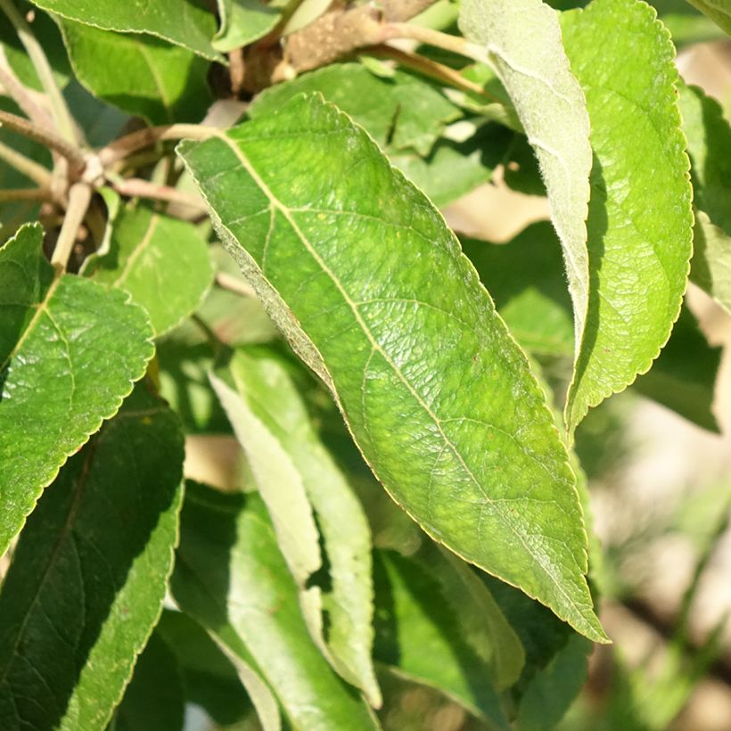 Columnar Apple Tree Courson - Malus domestica (Foliage)