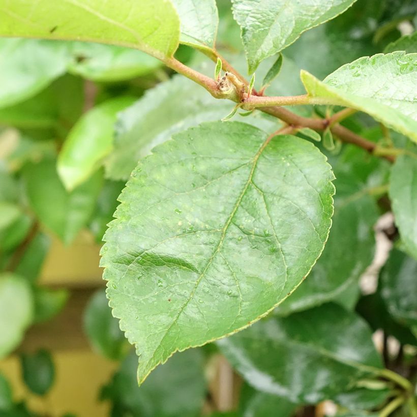 Apple Tree Court Pendu - Malus domestica (Foliage)