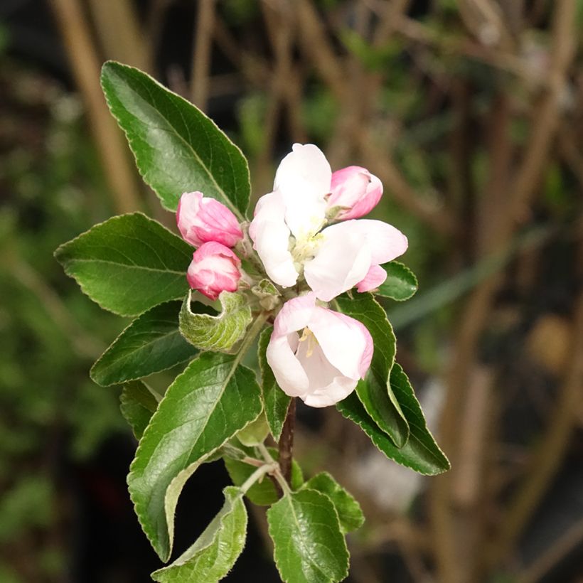Apple Tree Cox's Orange Pippin - Malus domestica (Flowering)