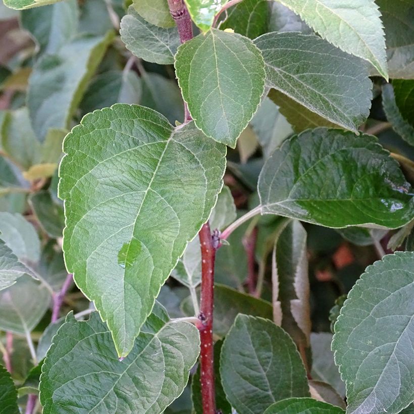 Malus Evereste - Crab Apple (Foliage)