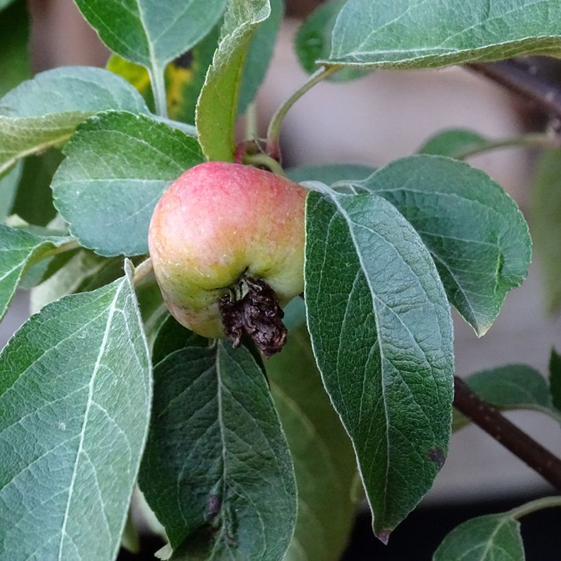 Malus Evereste - Crab Apple (Harvest)