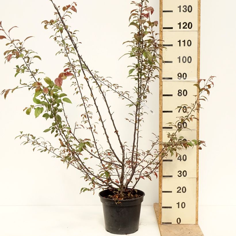 Malus Coccinella Courtarou - Crab Apple 7.5L/10L potShipped height around 100/+cm sample as delivered in spring