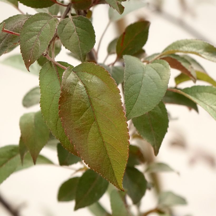 Malus Coccinella Courtarou - Crab Apple (Foliage)