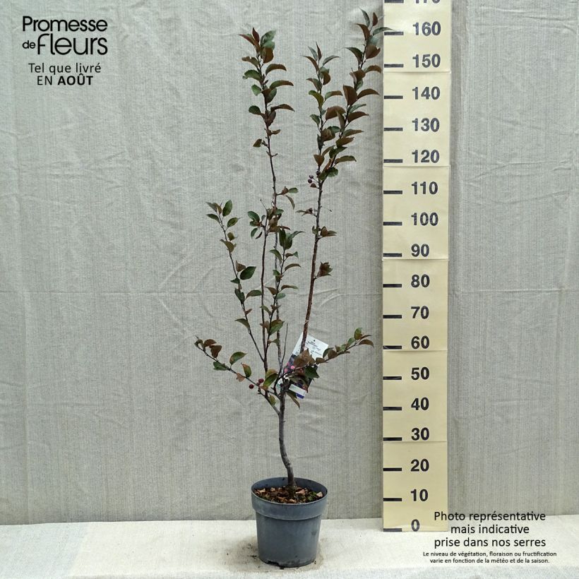 Malus Dark Rosaleen - Crab Apple 6L/7L potShipped height around 80/100cm sample as delivered in summer