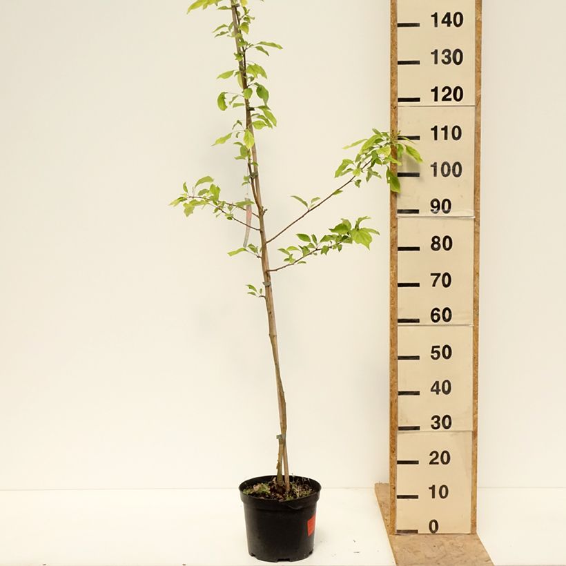 Malus robusta Dolgo - Crabapple 4L/5L potShipped height around 100/120cm sample as delivered in spring