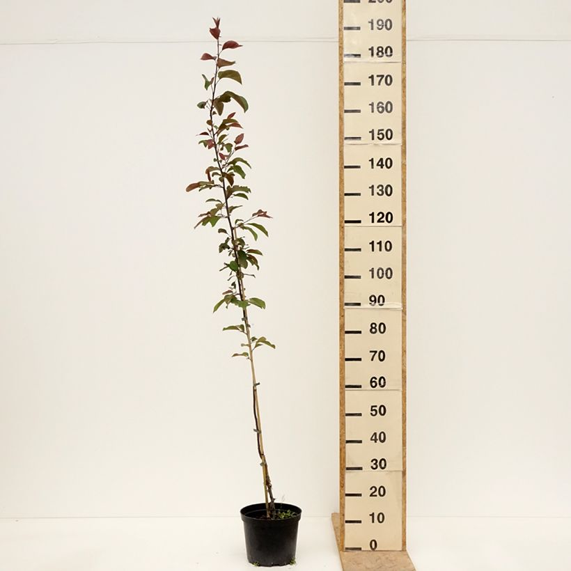 Malus purpurea Eleyi - Purple Crabapple 4L/5L potShipped height around 120/140cm sample as delivered in spring
