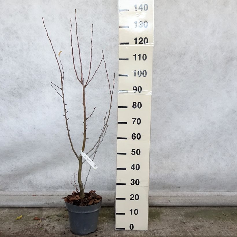 Malus zumi Golden Hornet - Crab Apple 4L/5L pot sample as delivered in autumn
