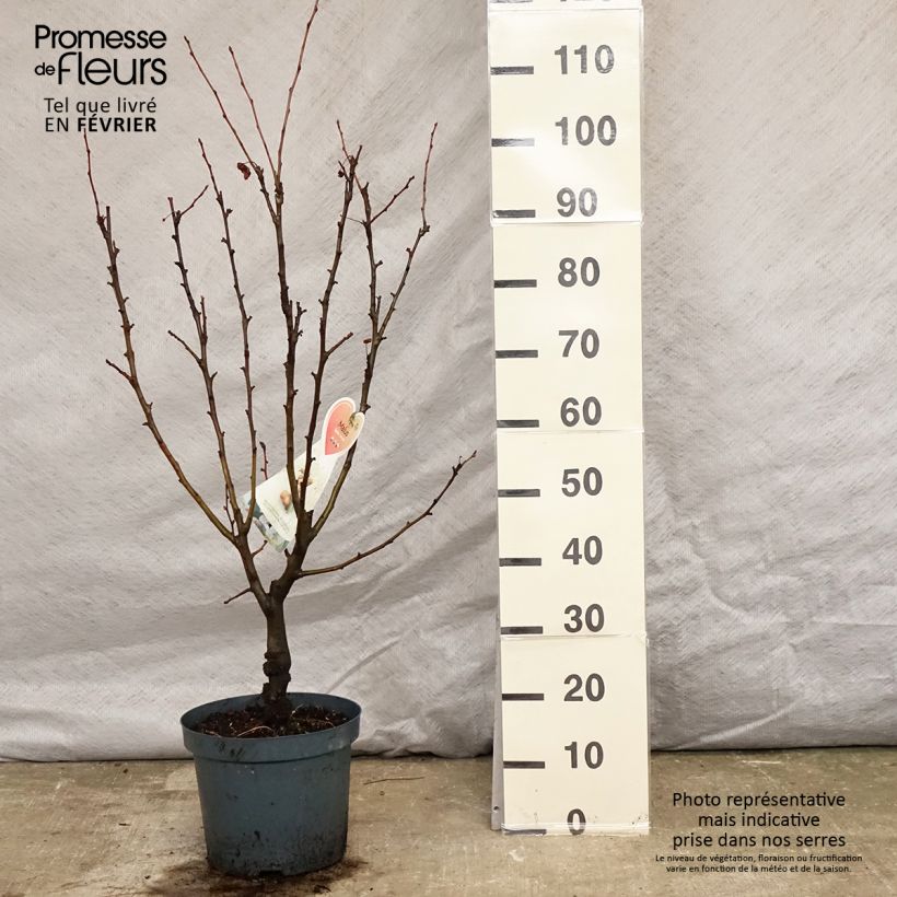 Pommier d'ornement - Malus Golden Hornet en pot de 5L  sample as delivered in winter