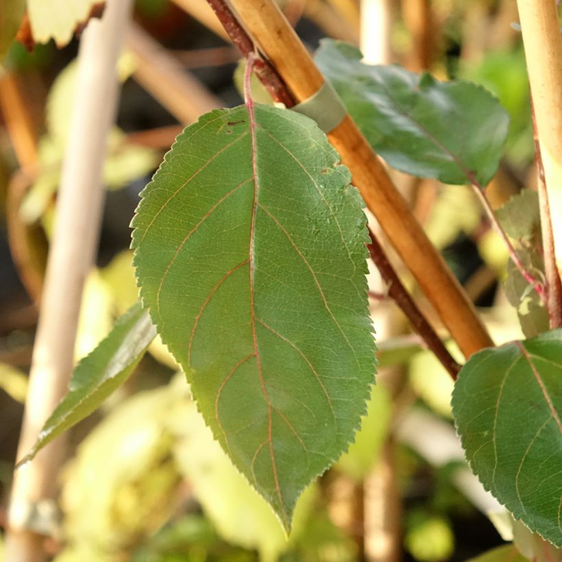 Malus astringens Hopa - Crabapple (Foliage)