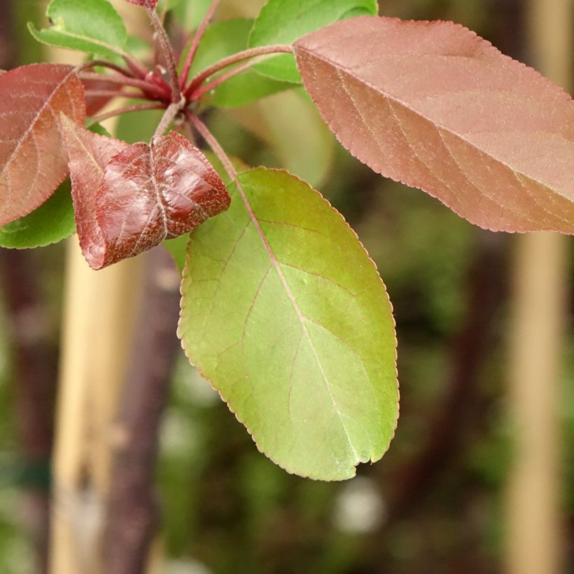 Malus Hyvingiensis - Crabapple (Foliage)