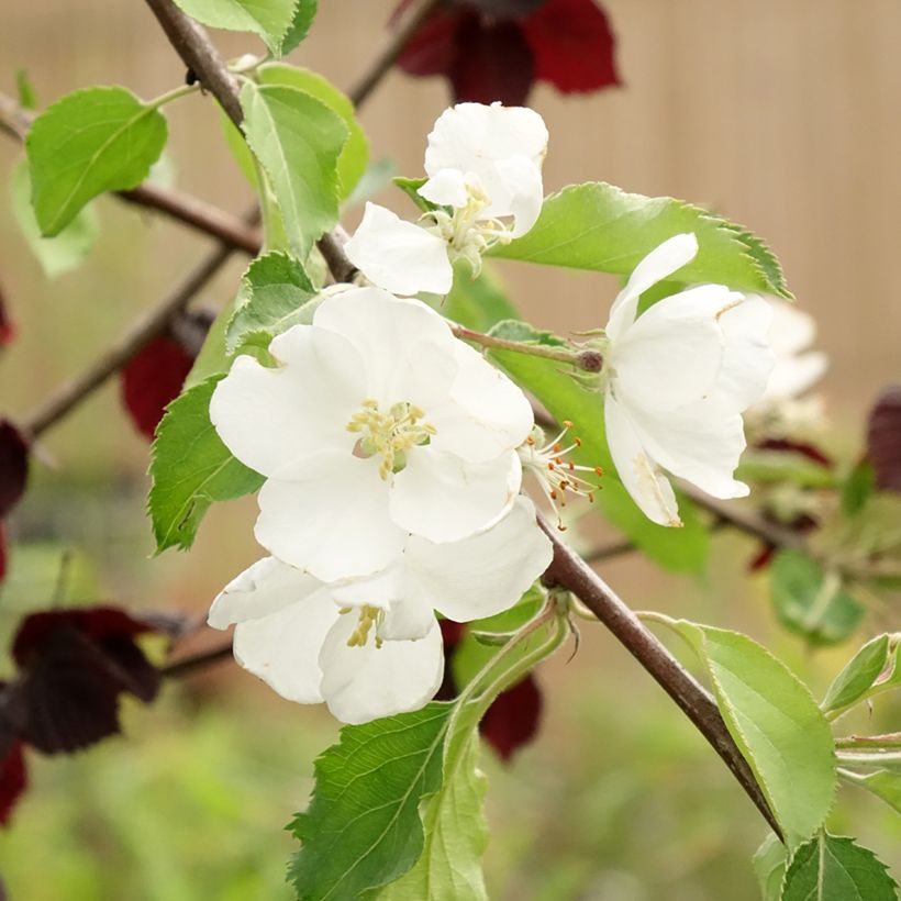 Malus Hyvingiensis - Crabapple (Flowering)
