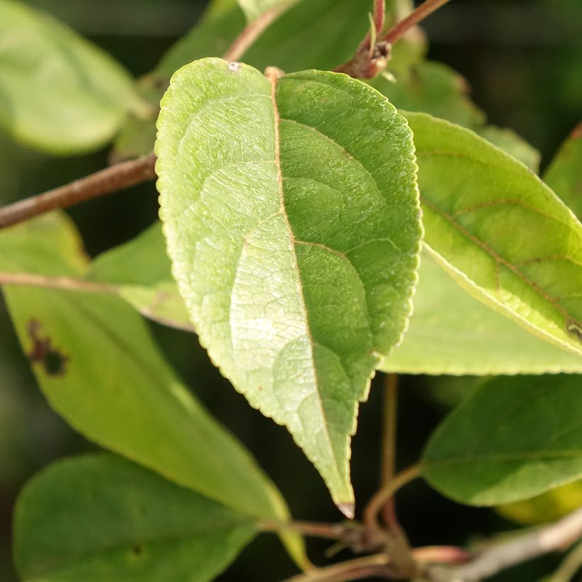 Malus John Downie - Crab Apple (Foliage)