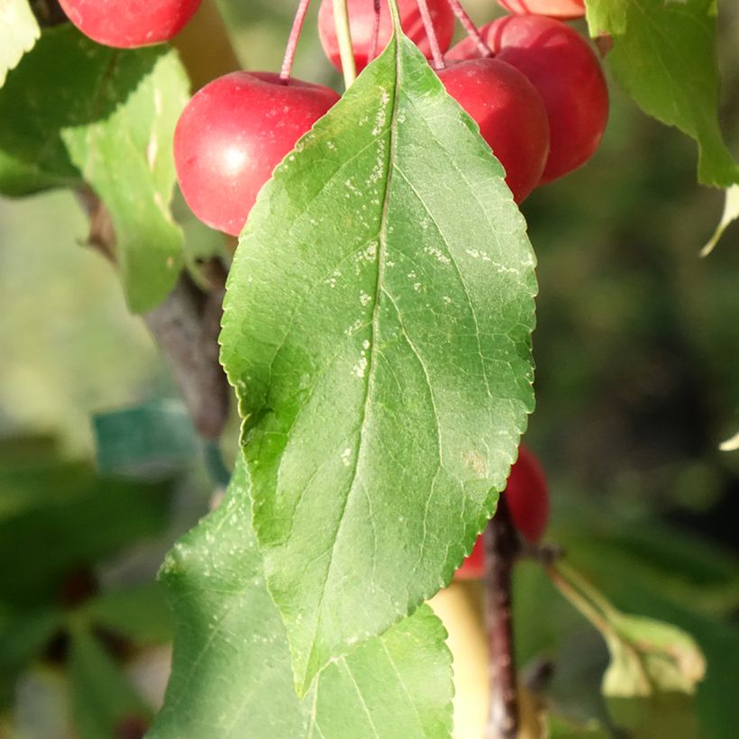Malus x purpurea Ola - Purple Crabapple (Foliage)