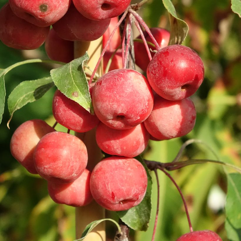 Malus x purpurea Ola - Purple Crabapple (Harvest)