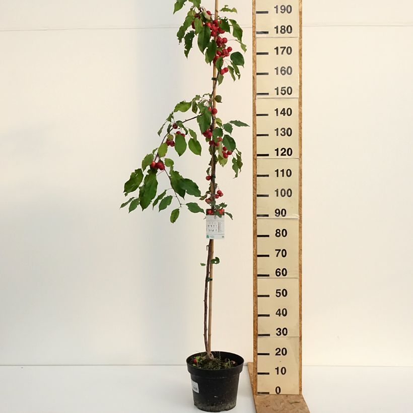 Malus x purpurea Ola - Purple Crabapple 7.5L/10L pot sample as delivered in summer