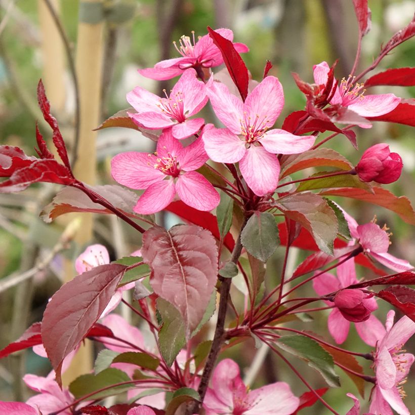 Malus x purpurea Paul Hauber - Purple Crabapple (Flowering)