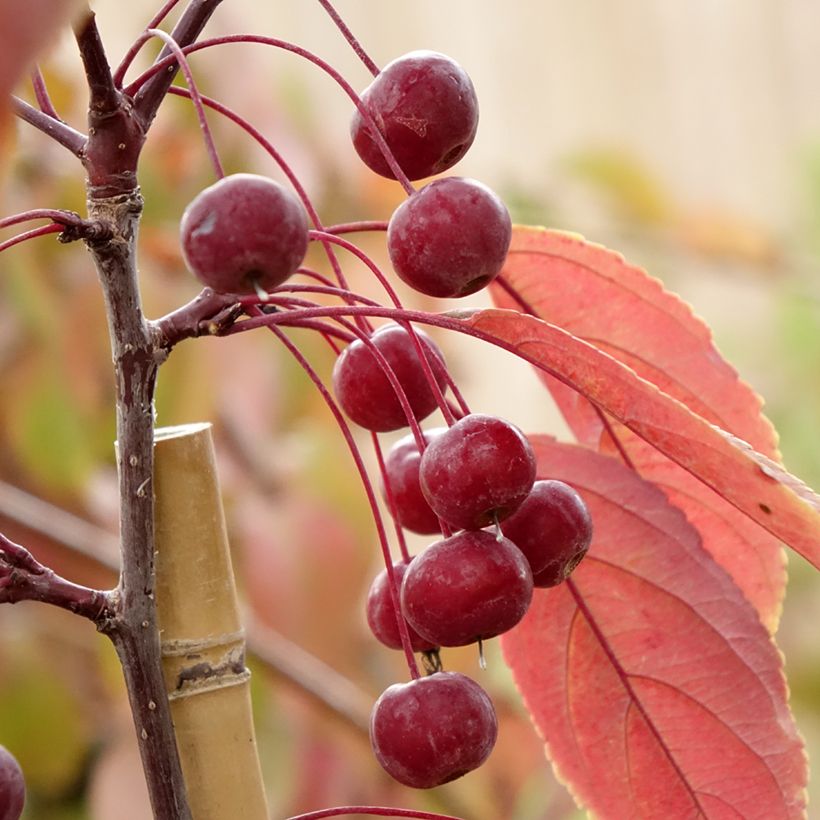 Malus x purpurea Paul Hauber - Purple Crabapple (Harvest)