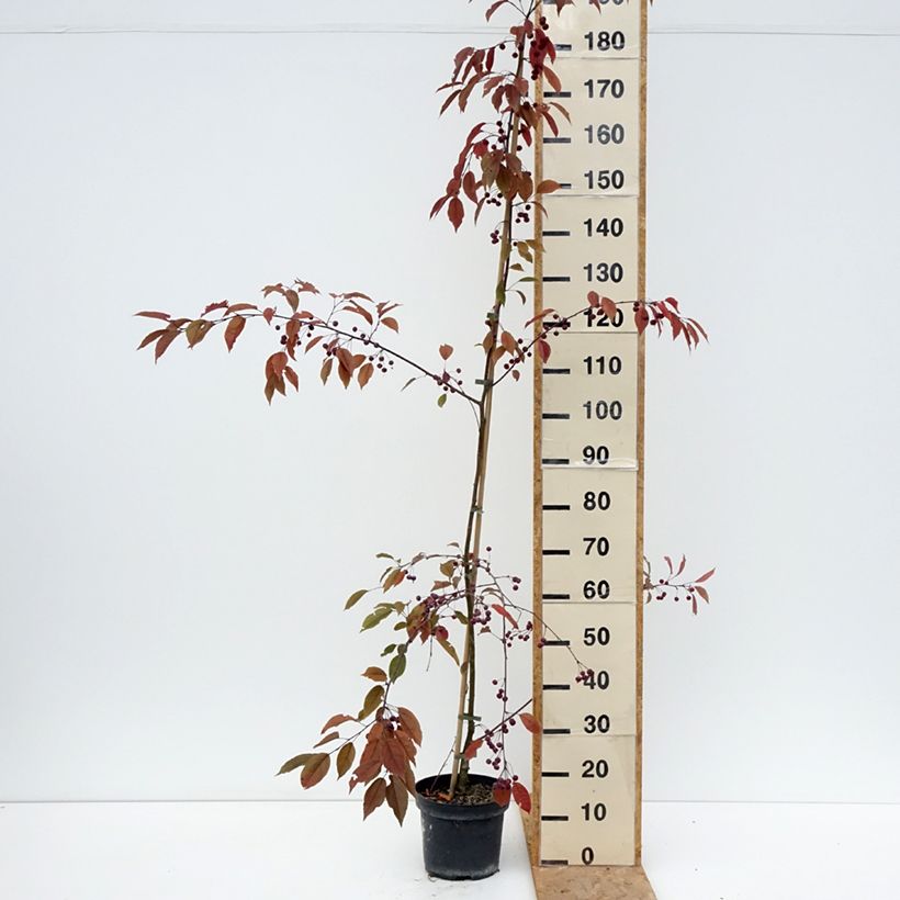 Malus x purpurea Paul Hauber - Purple Crabapple 4L/5L pot sample as delivered in summer
