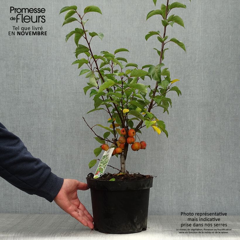 Pommier d'ornement - Malus Perpetu Evereste en pot de 3L/4L sample as delivered in autumn