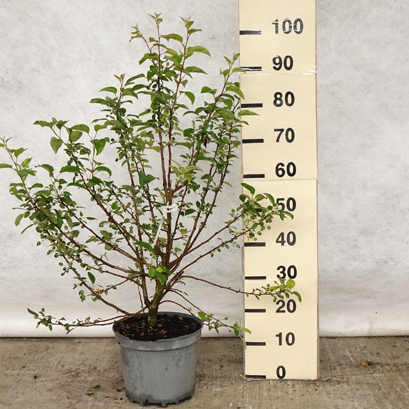 Malus Evereste - Crab Apple 6L/7L potShipped height around 80/100cm sample as delivered in spring