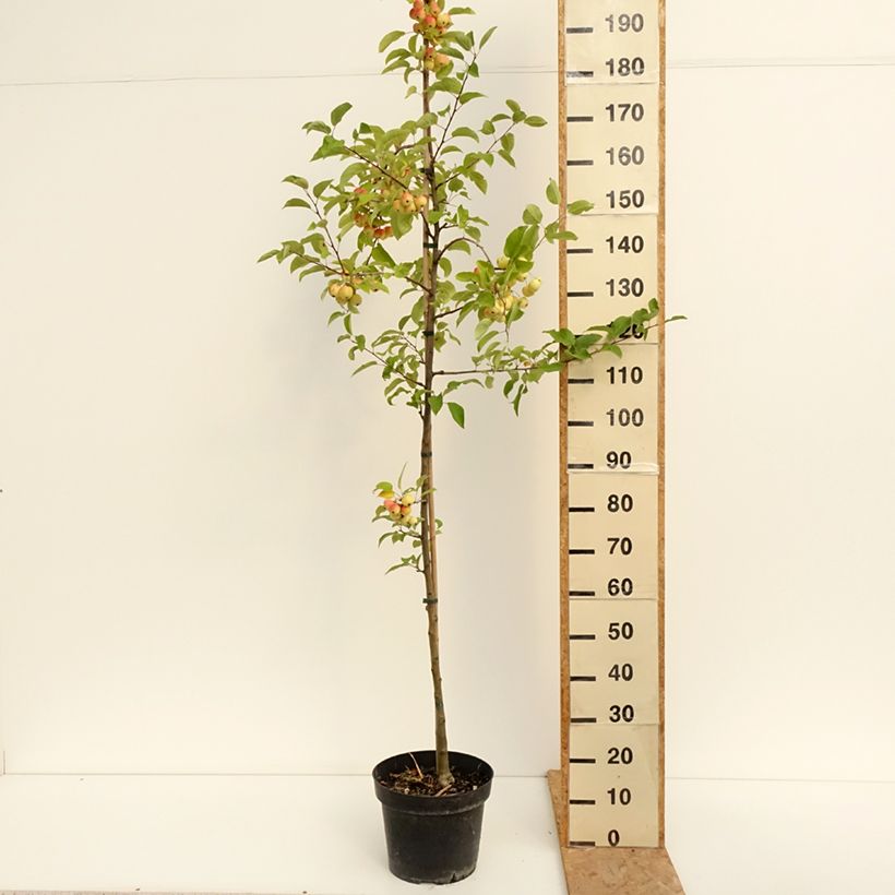 Malus Red Sentinel - Crab Apple 6L/7L pot sample as delivered in summer