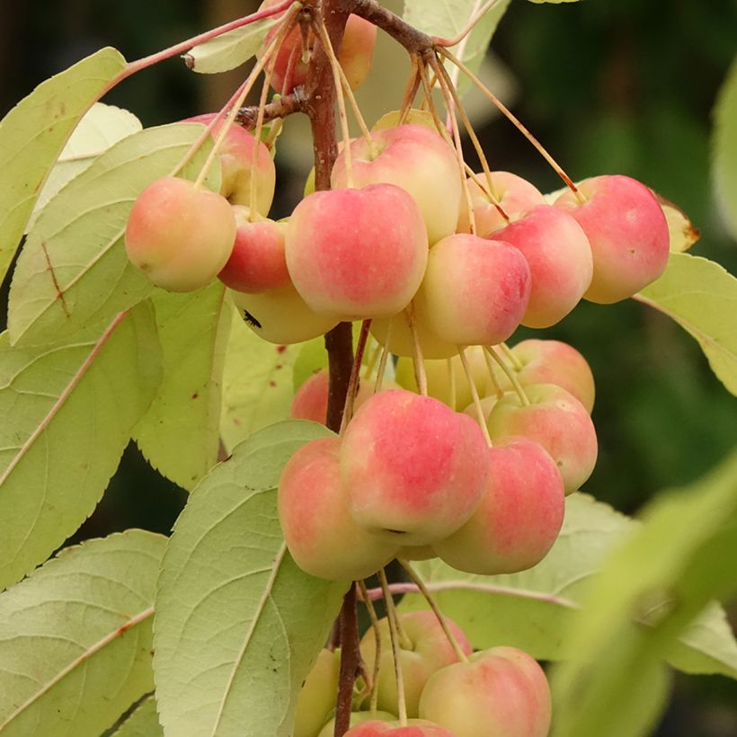 Malus Red Sentinel - Crab Apple (Harvest)