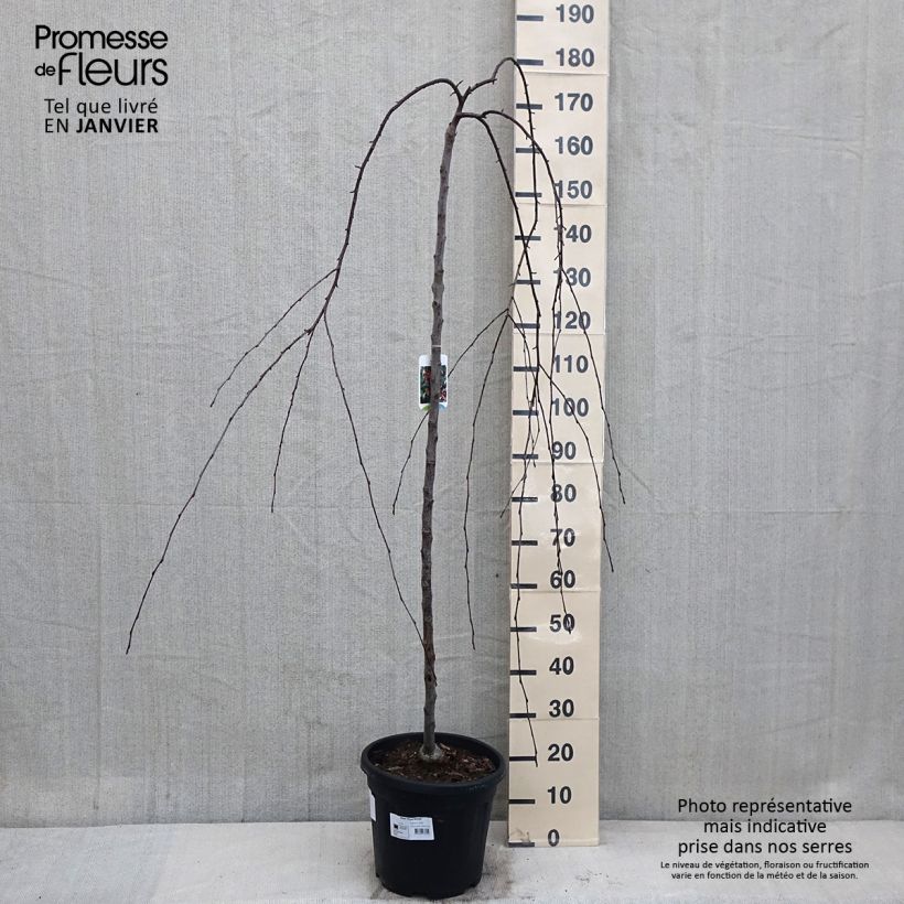 Pommier d'ornement - Malus Royal Beauty - Pot de 12L/15L sample as delivered in winter