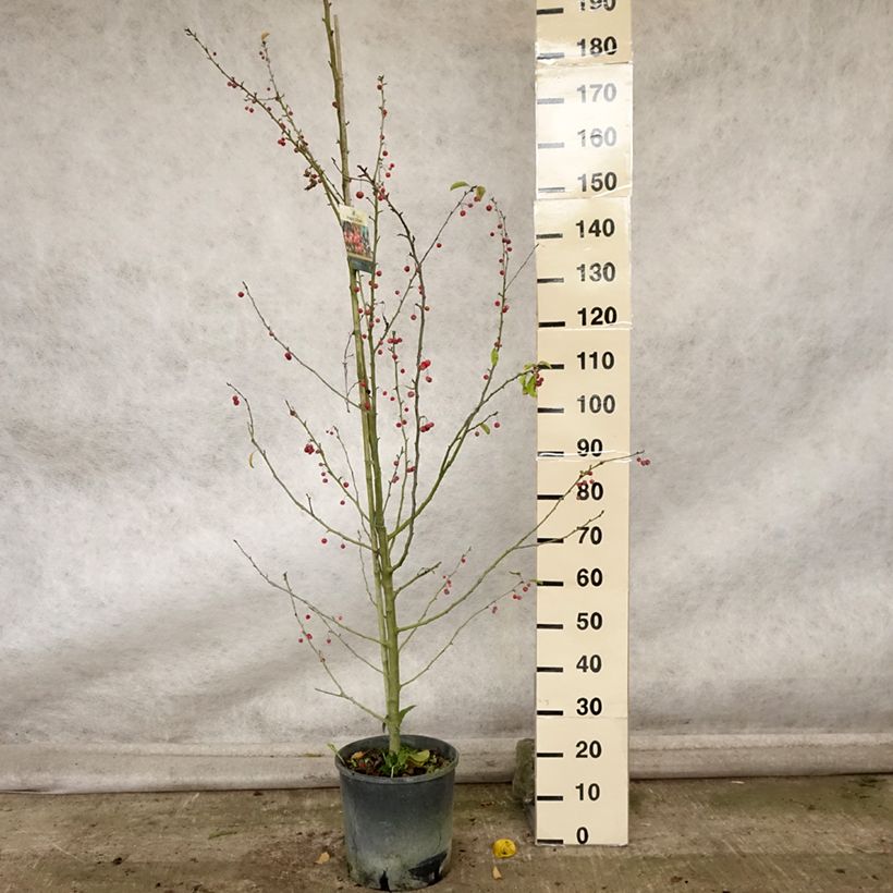 Malus Sugar Tyme - Crab Apple 7.5L/10L pot sample as delivered in autumn