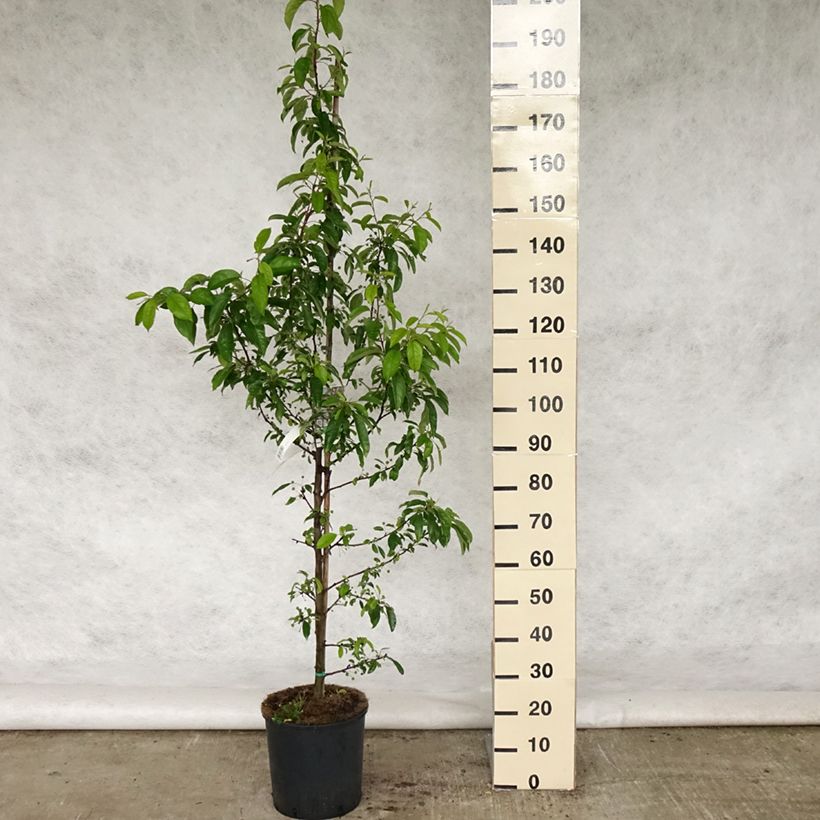 Malus Sugar Tyme - Crab Apple 7.5L/10L potShipped height around 150/160cm sample as delivered in spring
