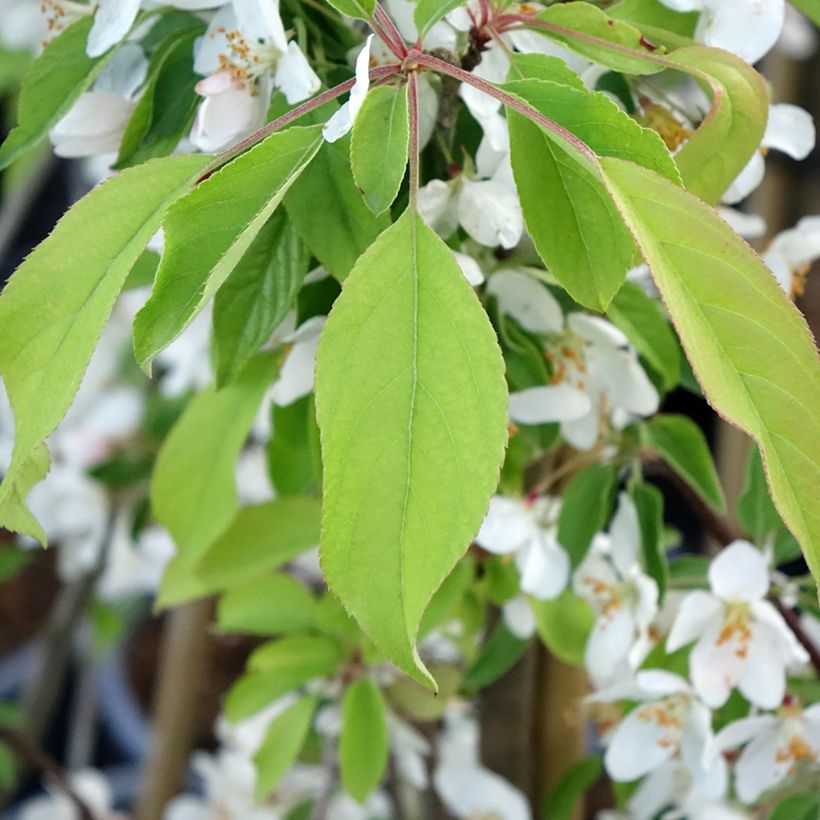 Malus Sugar Tyme - Crab Apple (Foliage)