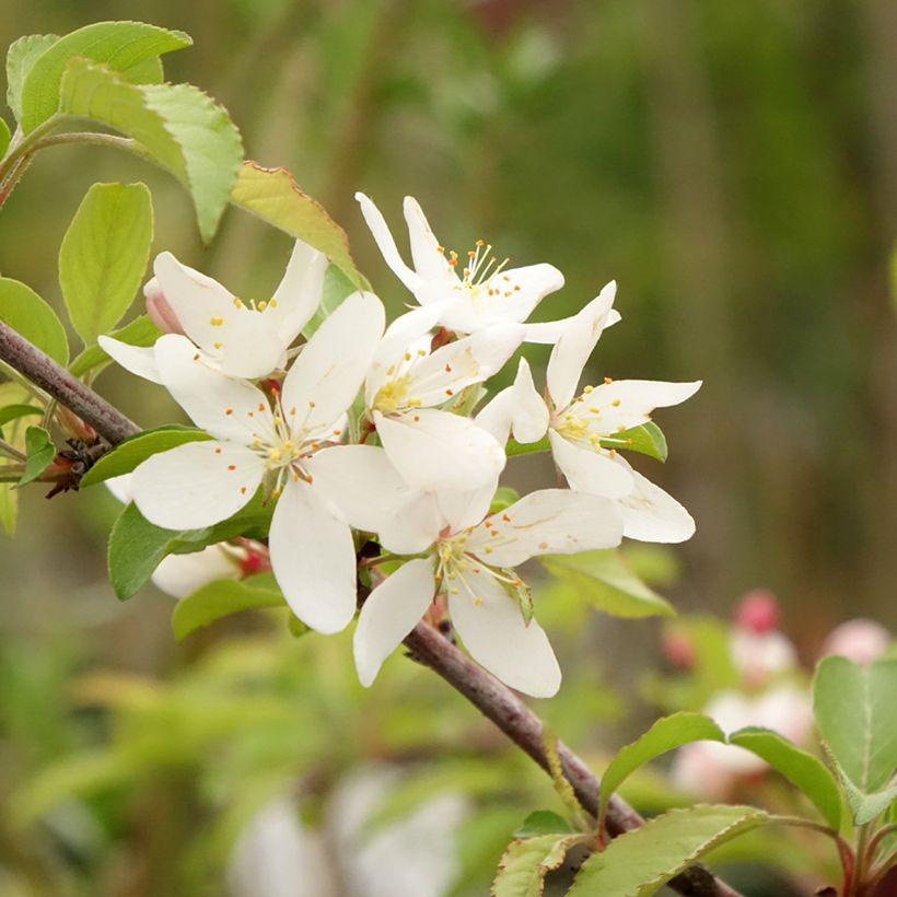 Malus toringo Brouwers Beauty - Crab Apple (Flowering)