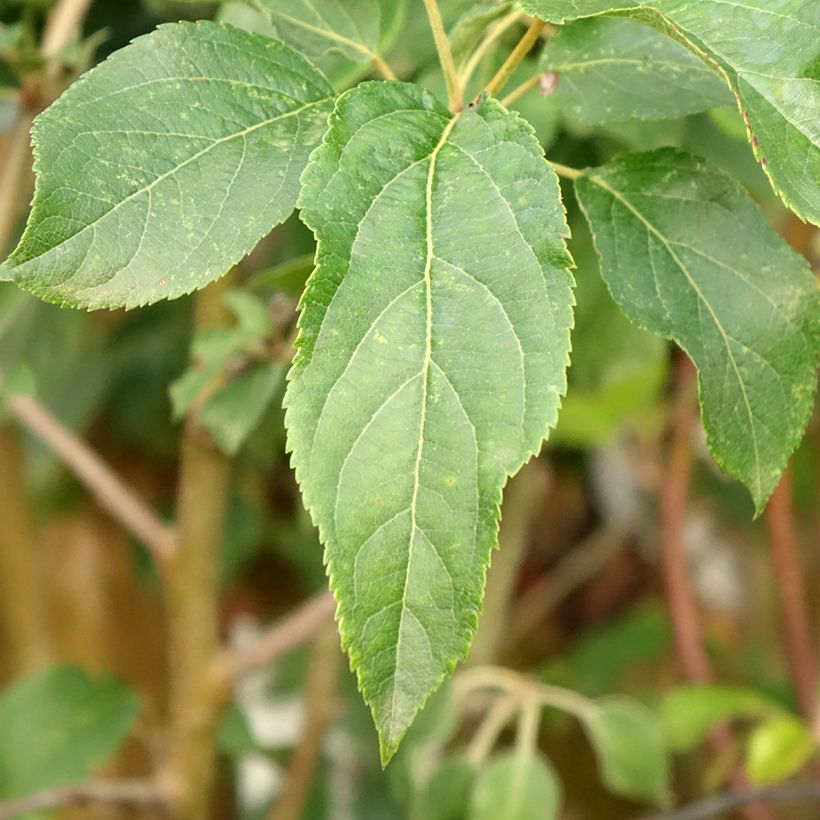 Apple Tree Celeste - Georges Delbard (Foliage)