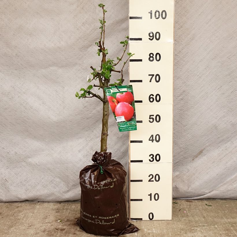 Apple Tree Delbard Jubilee - Malus domestica Ready-to-plant root ball, GobletShipped height around 110/+cm sample as delivered in spring