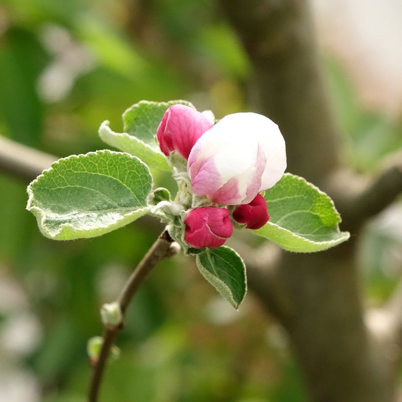 Apple Tree Double Belle Fleur - Malus domestica (Flowering)