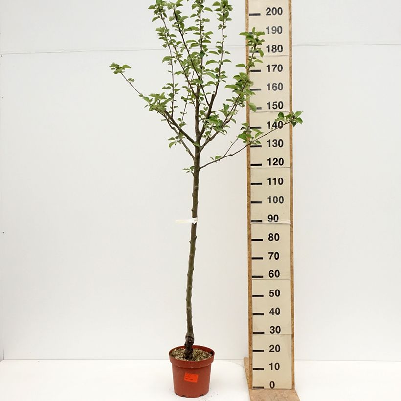 Apple Tree Double Belle Fleur - Malus domestica 7.5L/10L pot, Half standardShipped height around 150/+cm sample as delivered in spring
