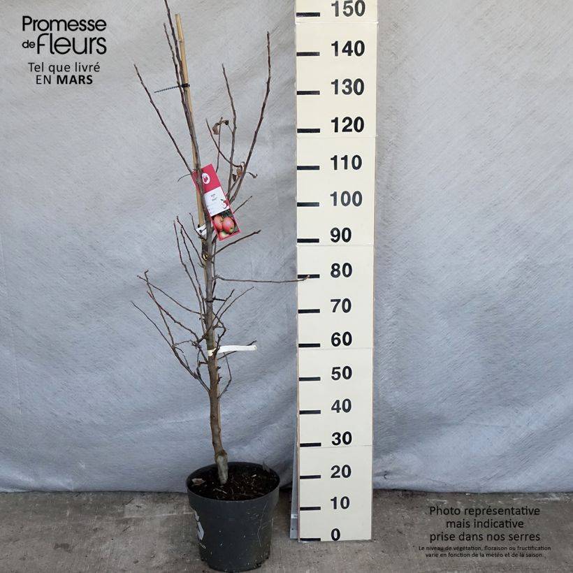 Apple Tree Elstar - Malus domestica sample as delivered in spring