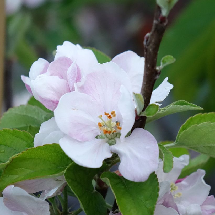 Apple Tree Elstar - Malus domestica (Flowering)