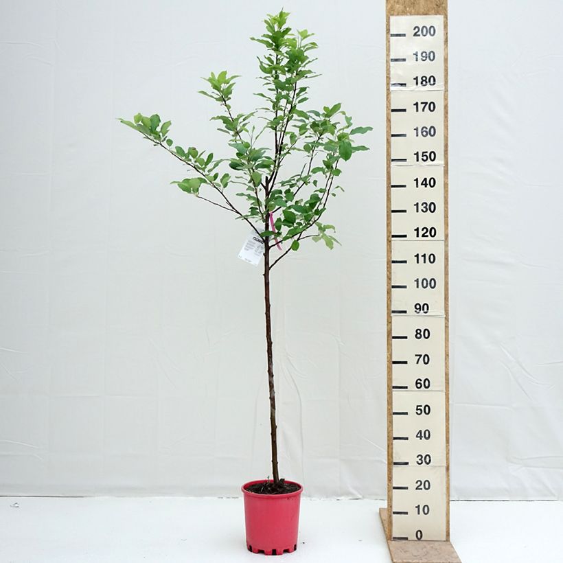 Apple Tree Fuji - Malus domestica 7.5L/10L pot, Half standardShipped height around 140/+cm sample as delivered in spring