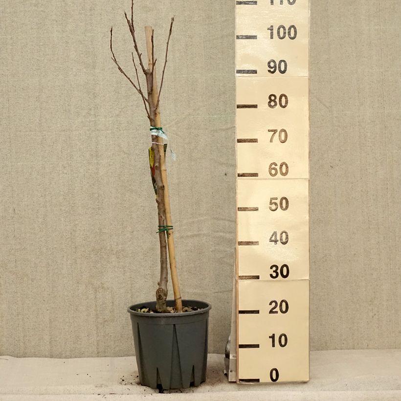 Apple Tree Fuji - Malus domestica 7.5L/10L pot, GobletShipped height around 140/160cm sample as delivered in spring