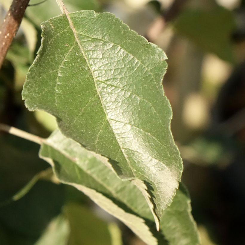 Apple Tree Fuji - Malus domestica (Foliage)