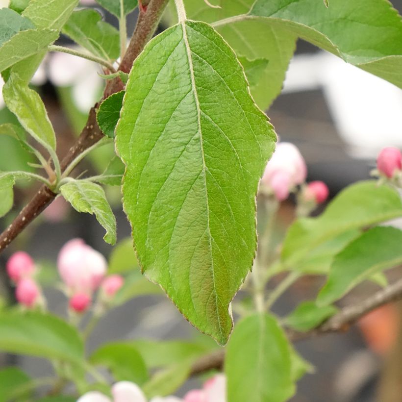 Apple Tree Gala - Malus domestica (Foliage)