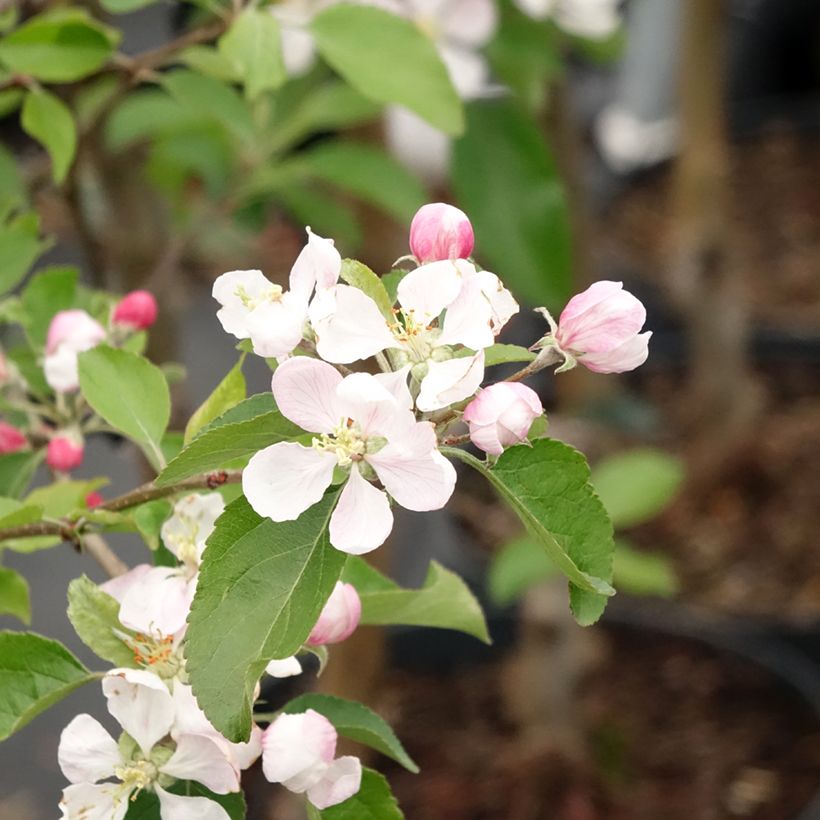 Apple Tree Gala - Malus domestica (Flowering)