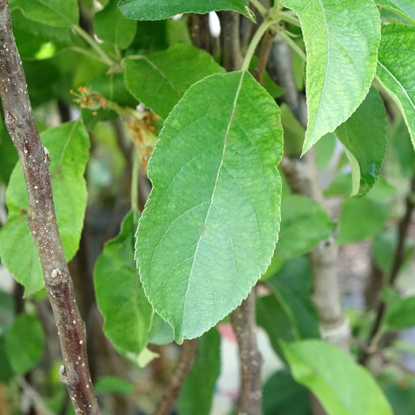 Apple Tree Gloster - Malus domestica (Foliage)