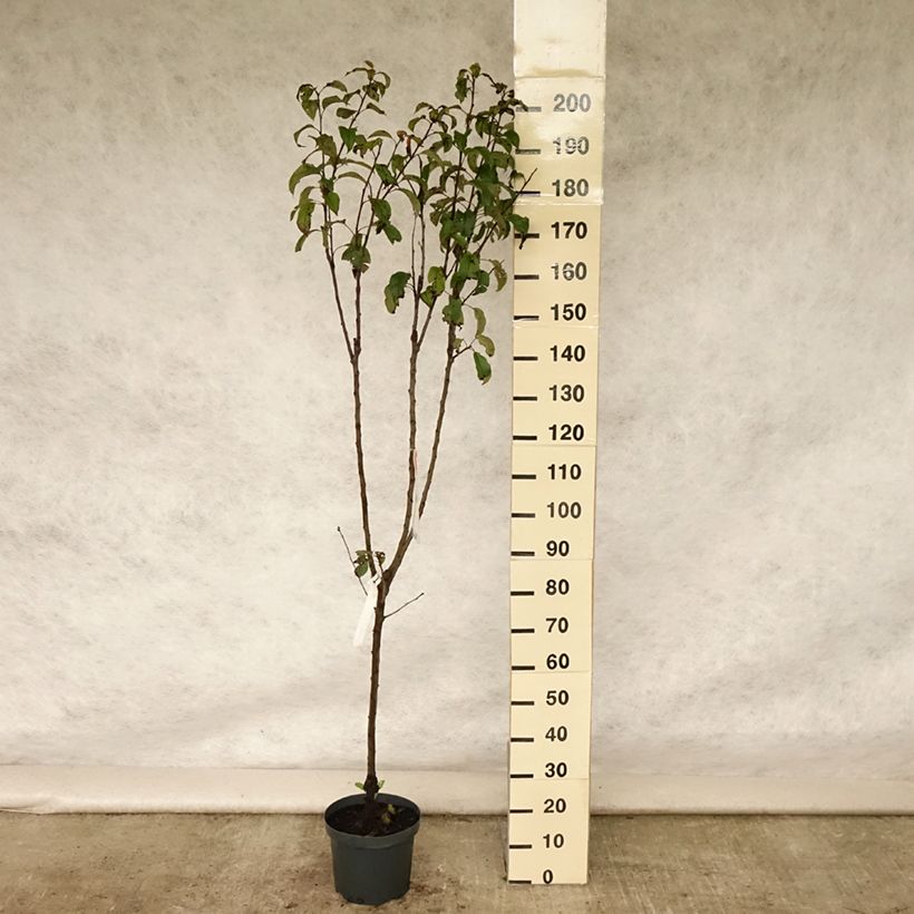 Apple Tree Gloster - Malus domestica 7.5L/10L pot, GobletShipped height around 140/160cm sample as delivered in summer