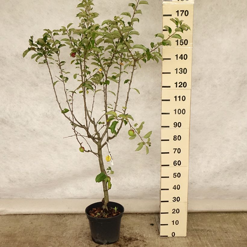 Apple Tree Grand Alexandre - Malus domestica 7.5L/10L pot, GobletShipped height around 140/160cm sample as delivered in summer