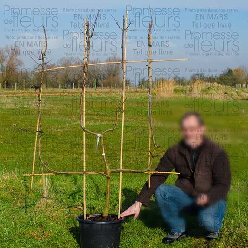 Example of Apple Tree Granny Smith - Malus domestica specimen as delivered