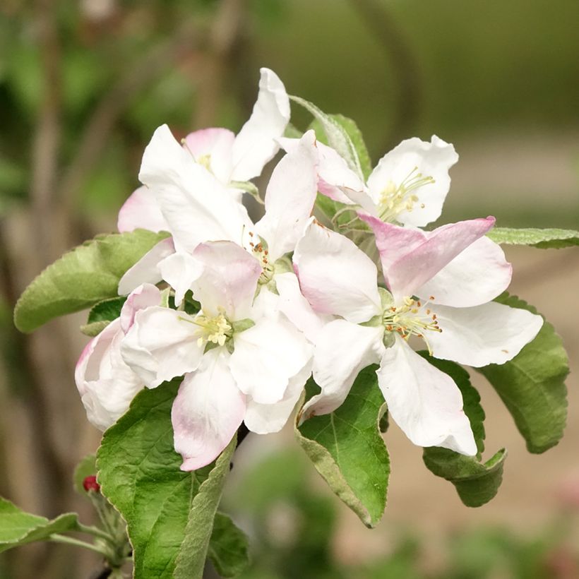 Apple Tree Granny Smith - Malus domestica (Flowering)
