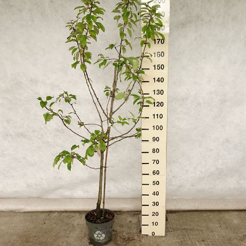 Apple Tree Gravenstein - Malus domestica 7.5L/10L pot, GobletShipped height around 125/150cm sample as delivered in summer