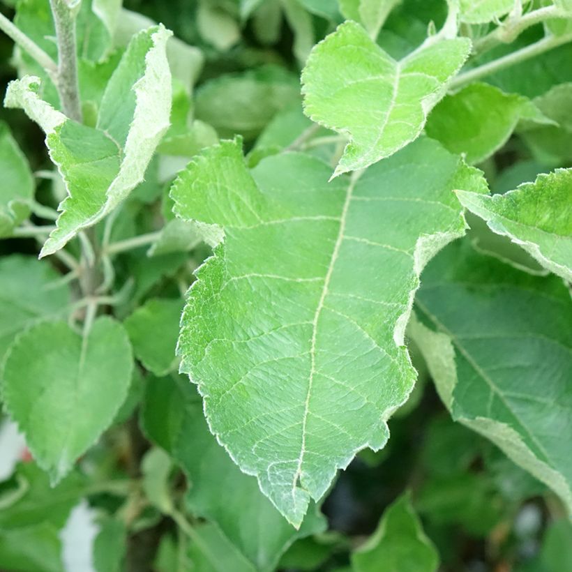 Apple Tree Gravenstein - Malus domestica (Foliage)