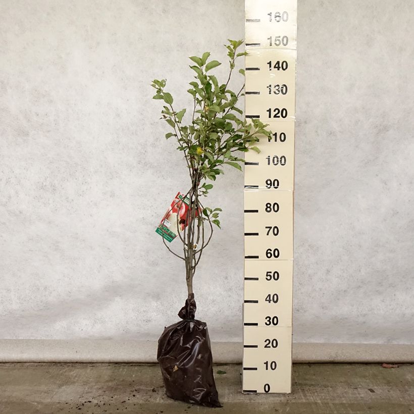 Apple Tree Harmonie - Malus domestica Ready-to-plant root ball, GobletShipped height around 90/+cm sample as delivered in summer
